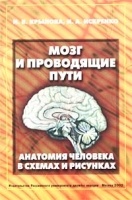 Мозг и проводящие пути Анатомия человека в схемах и рисунках Атлас-пособие артикул 6994d.